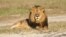 In this undated photo provided by the Wildlife Conservation Research Unit, Cecil the lion rests in Hwange National Park, in Hwange, Zimbabwe. 