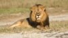 FILE: In this undated photo provided by the Wildlife Conservation Research Unit, Cecil the lion rests in Hwange National Park, in Hwange, Zimbabwe. (Andy Loveridge/Wildlife Conservation Research Unit via AP)