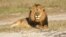 FILE: In this undated photo provided by the Wildlife Conservation Research Unit, Cecil the lion rests in Hwange National Park, in Hwange, Zimbabwe. (Andy Loveridge/Wildlife Conservation Research Unit via AP)