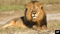 FILE: In this undated photo provided by the Wildlife Conservation Research Unit, Cecil the lion rests in Hwange National Park, in Hwange, Zimbabwe. (Andy Loveridge/Wildlife Conservation Research Unit via AP)