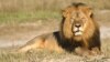 Shumba Cecil yakaurayiwa naVaWalter Palmer