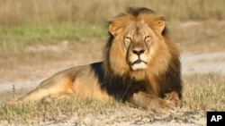 FILE: In this undated photo provided by the Wildlife Conservation Research Unit, Cecil the lion rests in Hwange National Park, in Hwange, Zimbabwe. (Andy Loveridge/Wildlife Conservation Research Unit via AP)