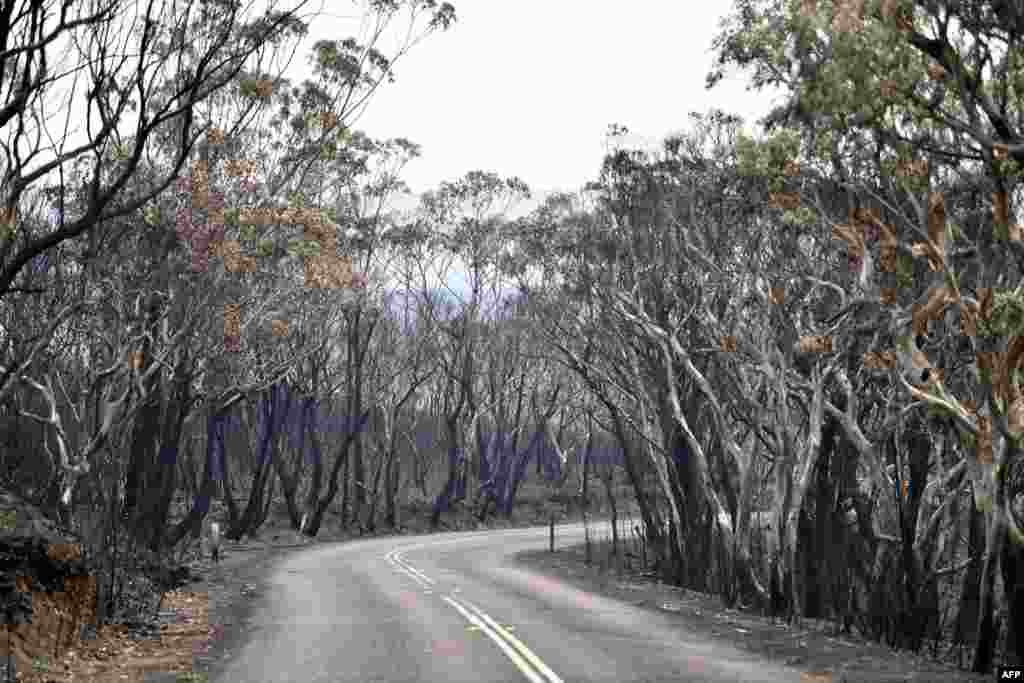 Burnt trees are seen after a bushfire in Mount Weison in Blue Mountains, some 120 kilometers northwest of Sydney, Australia.