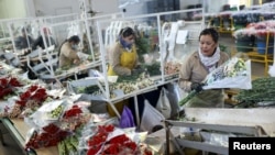 Empleadas laboran en el área de poscosecha de flores a que serán exportar, previo al Día de los Enamorados, en Tocancipa, Colombia,el 30 de enero de 2023.