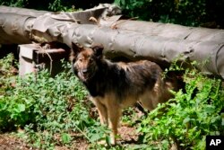 This photo provided by Timothy Mousseau in February 2023 shows a dog in the Chernobyl area of Ukraine. (Jordan Lapier via AP)