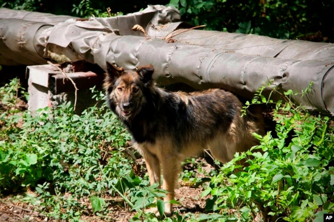 This photo provided by Timothy Mousseau in February 2023 shows a dog in the Chernobyl area of Ukraine. (Jordan Lapier via AP)