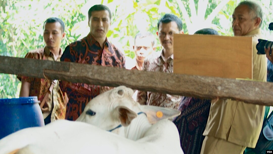 Musfata Imir, Kepala Perwakilan FAO Jakarta (dua dari kiri) dan Bupati Sleman Sri Purnomo (kanan) meninjau kandang sapi komunal di dusun Kuwang, kecamatan Cangkringan, kab. Sleman, Yogyakarta. (VOA/Munarsih Sahana)