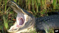 An enthusiastic welcome to the Okefenokee!