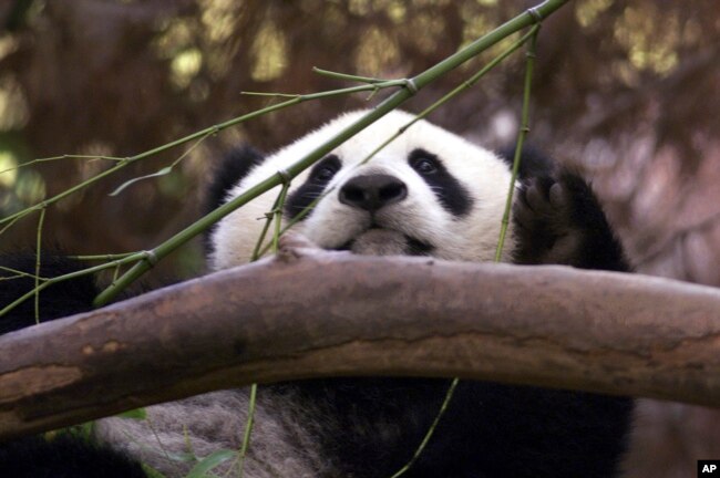 Çin, ABD ile bozulan ilişkilerine paralel olarak son yıllarda bu ülkedeki hayvanat bahçelerinde bulunan pandaların iadesini istiyordu.