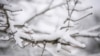 La nieve se acumula en un árbol el sábado 11 de enero de 2025 en Nashville, Tennessee (Foto AP/George Walker IV)