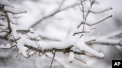 La nieve se acumula en un árbol el sábado 11 de enero de 2025 en Nashville, Tennessee (Foto AP/George Walker IV)