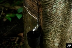 A rubber tree is prepared for the removal of rubber in the Chico Mendes Extractive Reserve, Acre state, Brazil, Tuesday, Dec. 6, 2022. (AP Photo/Eraldo Peres)