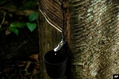 Sports Shoes Help Sustainable Rubber in Brazil
