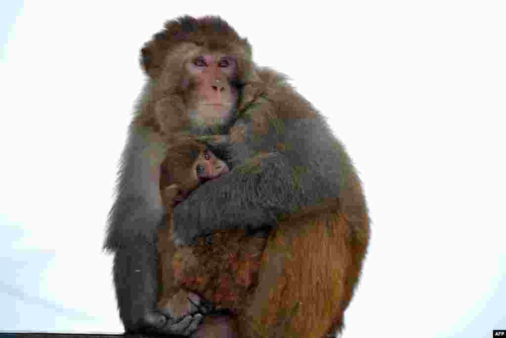 A baby monkey is cuddled by its mother to keep warm as the sub-zero temperatures freeze life during a fresh snowfall in Tangmarg, about 34 kilometers from Srinagar, India.