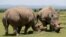 Najin, right, and her daughter Fatou, the last two northern white rhino females, graze near their enclosure at the Olpejeta Conservancy in Laikipia National Park, Kenya, March 31, 2018.