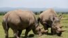 Scientists Aim to Save Northern White Rhino From Extinction 