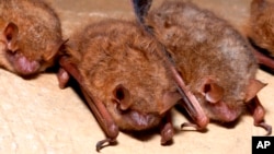 This photo provided by the U.S. Fish and Wildlife Service in September 2022 shows tricolored bats.