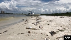 Bob Wasno, seorang pakar biologi laut dari Florida Gulf Coast University labuh jangkar di sebuah pantai di Bonita Springs, Florida, 14 Agustus 2018.