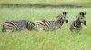 This April 2012 photo shows three zebras grazing in the Phinda Private Game Reserve, near the town of Hluhluwe, in Kwazulu-Natal province, South Africa. (AP Photo/Matthew Craft)
