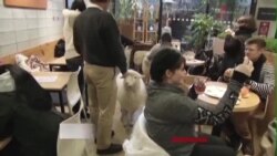 韩国小羊咖啡店羊年生意火爆