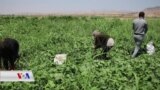 ئاوارەکانی شەنگال لە کەمپەکانی پەنابەراندا سەرگەرمی کاری کشتوکاڵین