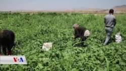 ئاوارەکانی شەنگال لە کەمپەکانی پەنابەراندا سەرگەرمی کاری کشتوکاڵین