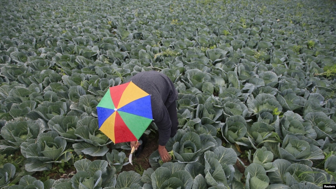 FILE - A farmer harvests broccoli in the town of al-Ansariyeh south of Sidon, Lebanon, March 15, 2016. 