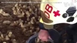 Հունգարիայի հրշեջները փրկել են հազարավոր բադերի