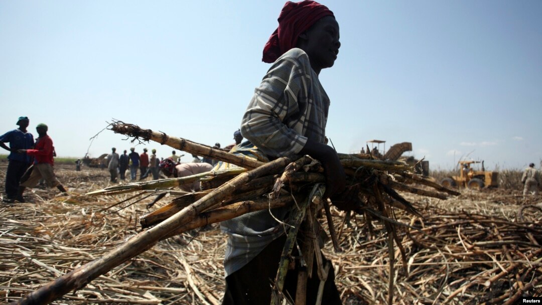 A laborer gathers sugarcane at a commercial farmland in Numan community, Adamawa state, northeast of Nigeria, Nov. 2009.
