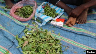 Somali 'Paradise Flower' Chewers Savor Low-price Bliss