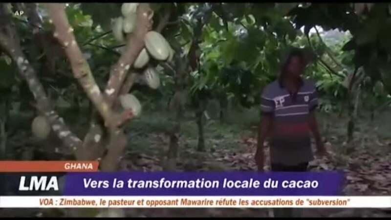 Vers la transformation locale du cacao au Ghana