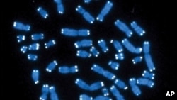FILE - This microscope image shows the 46 human chromosomes, blue, with telomeres appearing as white pinpoints. (Hesed Padilla-Nash, Thomas Ried/National Cancer Institute/National Institutes of Health via AP, File)