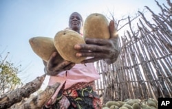 Loveness Bhitoni harvests fallen baobab fruit in Mudzi, Zimbabwe, Thursday,Aug. 22, 2024. (AP Photo/Aaron Ufumeli)