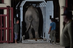 Kaavan the Asian elephant is released into his new home in the Kulen Prom Tep Wildlife Sanctuary in Oddar Meanchey Province on Nov. 30, 2020.