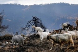 Goats are seen at a burn area near Krioneritis village on Evia island, about 181 kilometers north of Athens, Greece, Aug. 12, 2021.