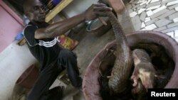 Un employé met en place des morceaux de crocodile dans un restaurant Le Zo chez Felix à Abidjan, le 11 avril 2008. 