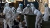 La Chine détecte le premier cas humain de grippe aviaire H3N8