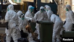 Health workers pack dead chickens into trash bins at a wholesale poultry market in Hong Kong December 31, 2014. Hong Kong began culling 15,000 chickens on Wednesday and suspended imports of live poultry from mainland China for 21 days after the H7 bird fl