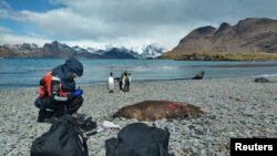 A scientist tests a dead seal on South Georgia Island in the South Atlantic Ocean for avian influenza, a disease which has already killed millions of birds and is now present in wildlife living near Antarctica, December 2023. Dr. Marco Falchieri, APHA/Handout)