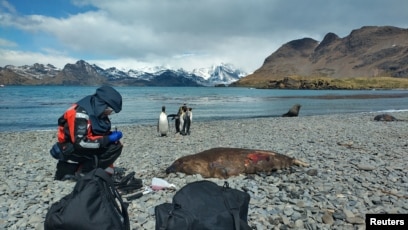 Bird Flu Found in Mammals Near Antarctica for First Time 