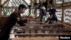 Seorang pekerja menggunakan pelindung wajah sedang memberi makan kambing di peternakan Mahir Farm menjelang Idul Adha di tengah pandemi virus corona (Covid-19), di Bogor, Jawa Barat, 28 Juli 2020. (Foto: Reuters)