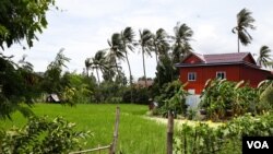 Farmer’s rice field in Kampot city which was flooded last year with saltwater, October 2, 2021. (Sun Narin/VOA Khmer)