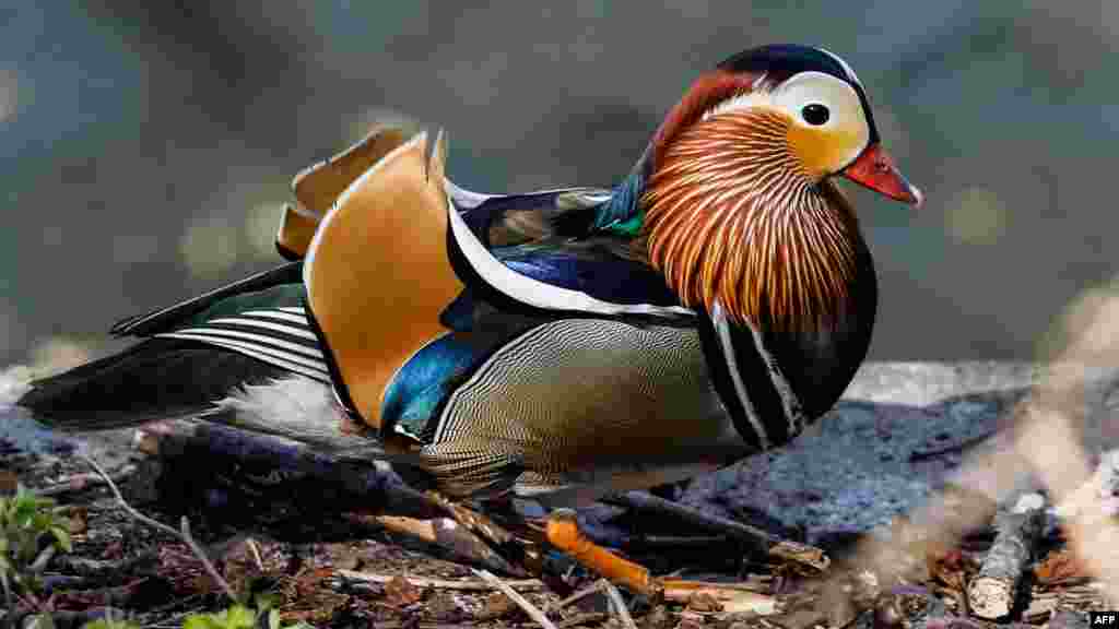 Noyob mandarin o'rdagi. Germanya, 12-aprel, 2020-yil.