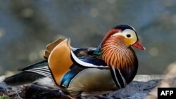 A male Mandarin duck walks along the Landwehr canal in Berlin&#39;s Kreuzberg district, Germany.