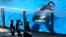 FILE - Tilikum, an orca, watches March 7, 2011, as SeaWorld trainers take a break during a training session at the theme park's Shamu Stadium in Orlando, Florida.