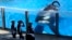 FILE - Tilikum, an orca, watches March 7, 2011, as SeaWorld trainers take a break during a training session at the theme park's Shamu Stadium in Orlando, Florida.