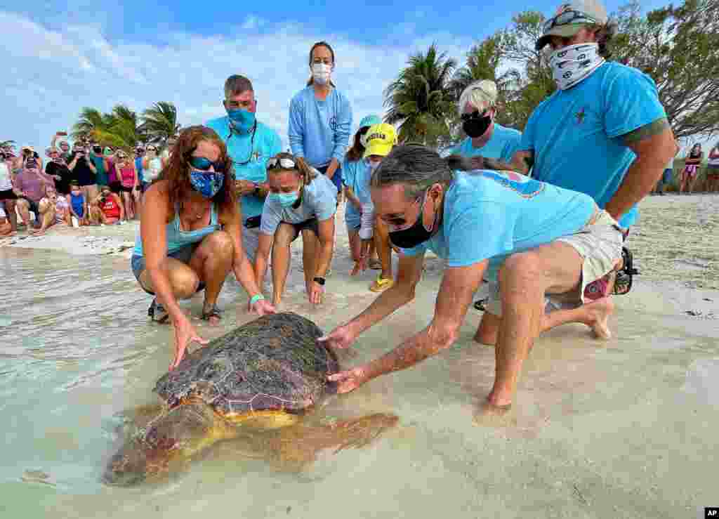 Bette Zirkelbach, L, and Richie Moretti, R, manager and founder respectively of the Florida Keys-based Turtle Hospital, release &quot;Sparb,&quot; a sub-adult loggerhead sea turtle, at Sombrero Beach in Marathon. (photo provided by the Florida Keys News Bureau) 