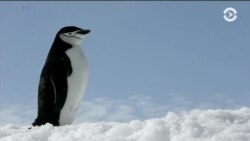 Льды Антарктики тают быстрее