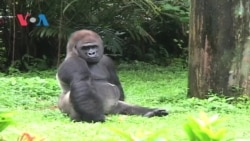 Hari Libur Satwa di Kebun Binatang Ragunan, Jakarta