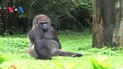 Hari Libur Satwa di Kebun Binatang Ragunan, Jakarta